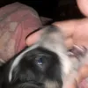 pabloblitochandia