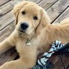 remy.thegolden