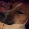 jade_sims2025