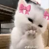 sweatlacumbo