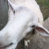 lambyandzeepy