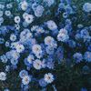violetta77890
