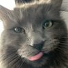 popcat_alt2