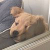 soolazypet