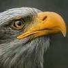 alsewesry
