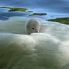 🦢 Swanfluencers