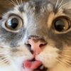 helloeverynyan8