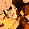 pets videos