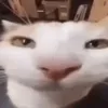 seoniksigma