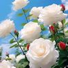 momm26358