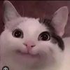 gatitolindo84