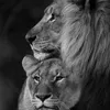 sultanm7749