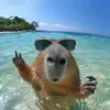 happy._.capybara