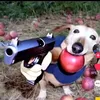 dogapple0