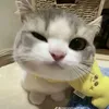 bacxiu_qepe