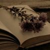 senja.literasi