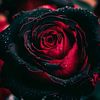 black.rose.331290