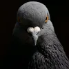 the_mango_20