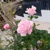 hliana_25