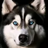 trendshusky