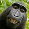 da_monkey_guy
