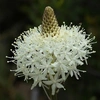 .xerophyllum