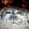 sammy_bobamy