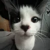 bona_bona63