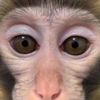 manki_bananki