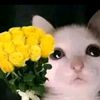 felix.jhonny.huayt