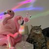 chillcat72