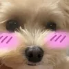 bananaorangestar
