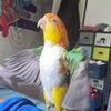 Cute pets