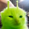 alien_cat132