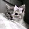 ssyshftnnsa