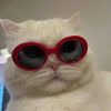 愛猫猫
