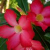 .mawar.merah.pekat