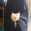 cedrat_al_muntaha