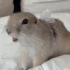 risubisukun