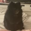 voguetracy