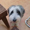 pedrolooo2