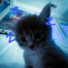 sleepy_cat15