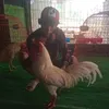 hieuculao67