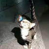 kitty.bae4
