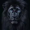 dano_812