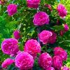 farhadmohammadi070