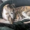 houndgirl63