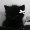 meow_m51