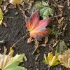 willow_31013_
