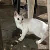 jp_badp3rson